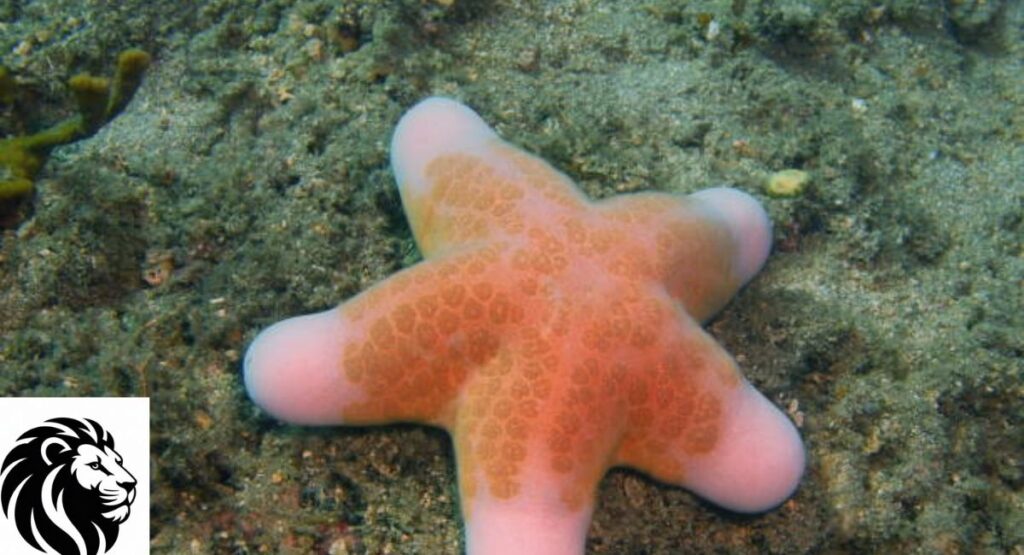 Pink Cushion Star