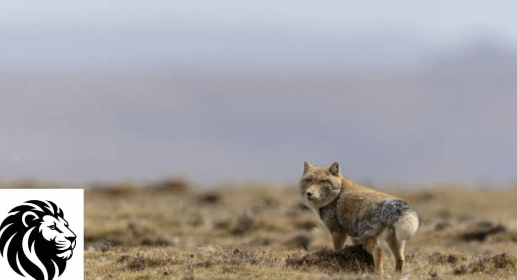 Tibetan Sand Fox