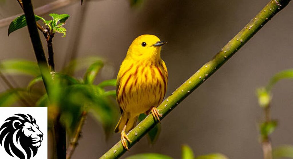 Yellow Warbler