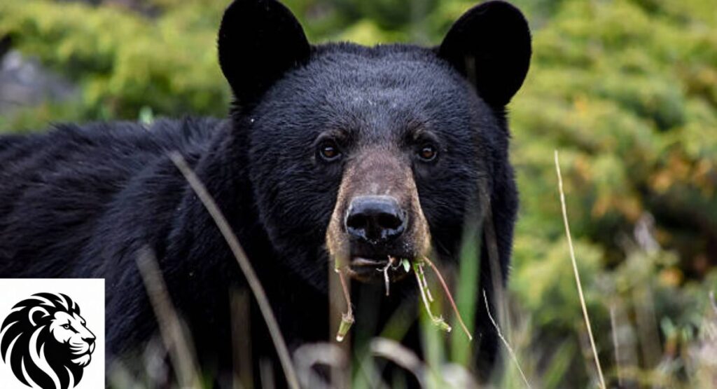 American Black Bear