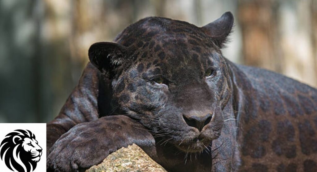Black Panther