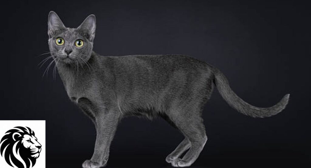 Korat Cat