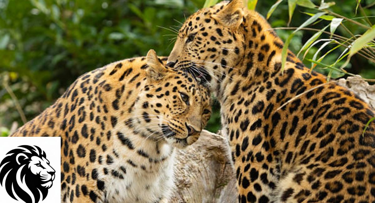Amur Leopard