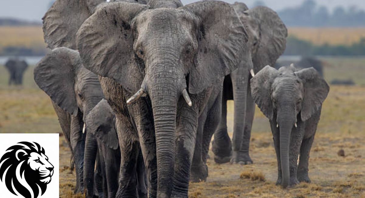 African Elephant