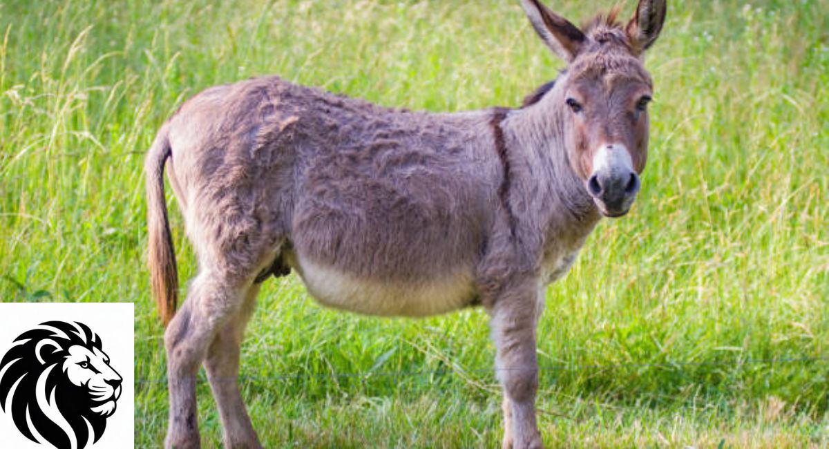 Donkey
