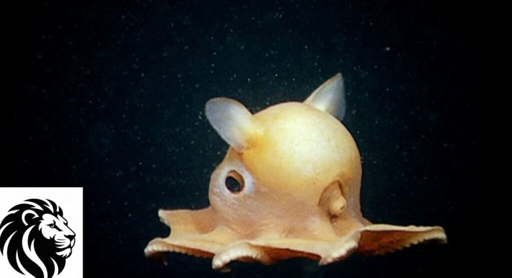 Dumbo Octopus