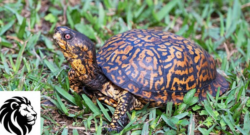 Eastern Box Turtle