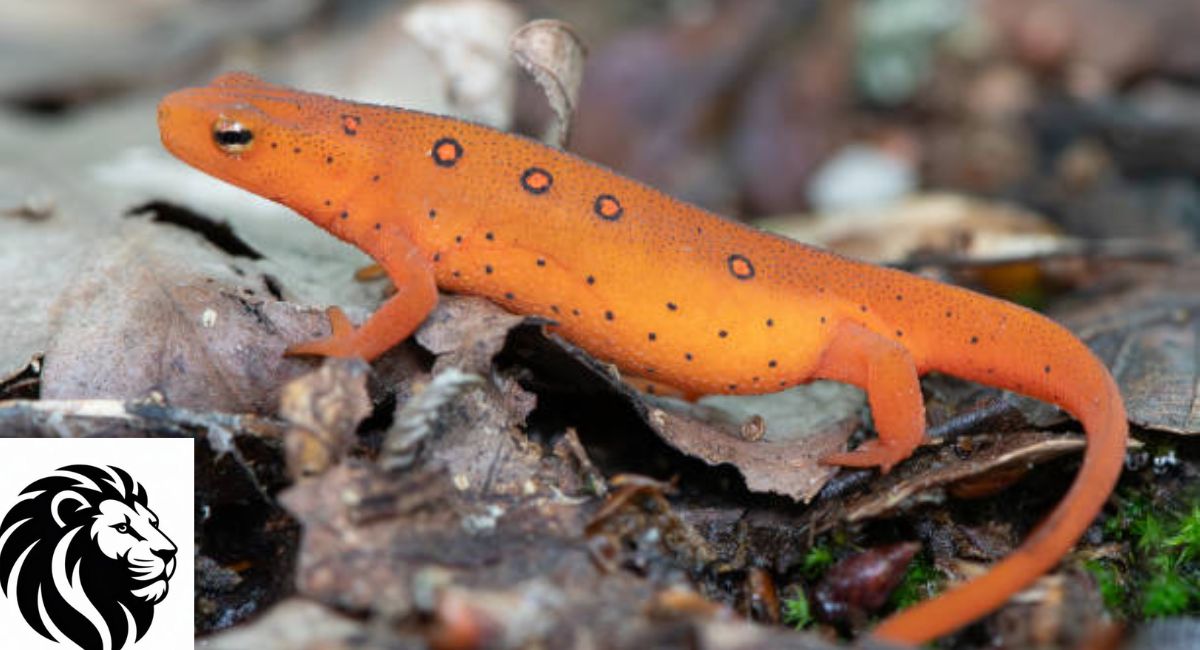 Eastern Newt 