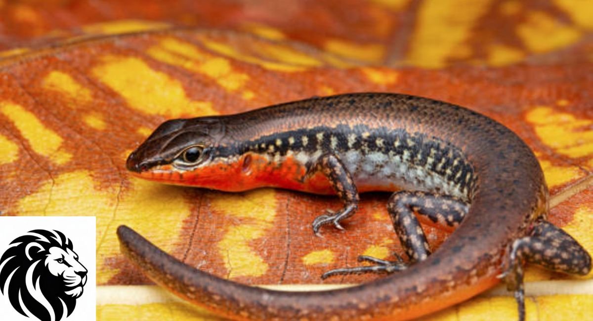Fire Skink