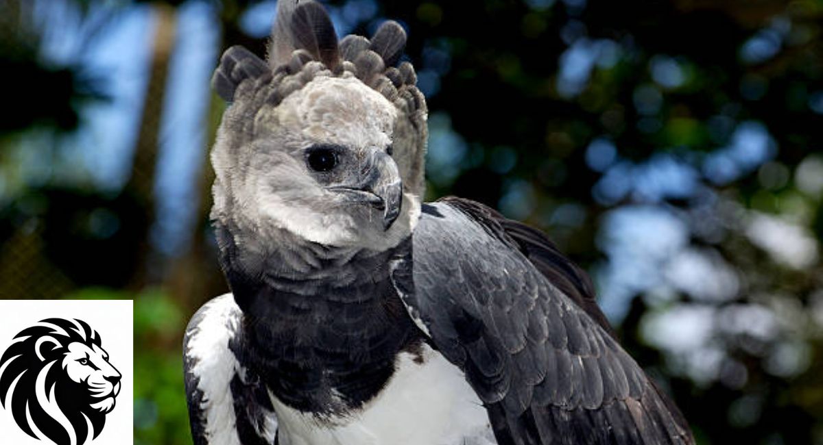 Harpy Eagle