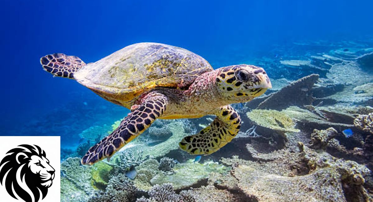 Hawksbill Sea Turtle