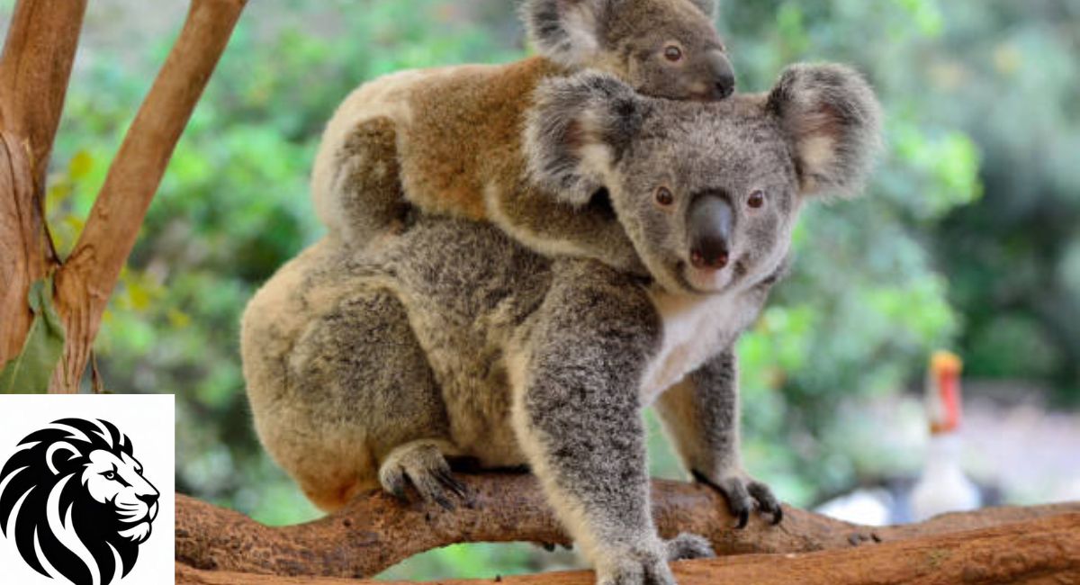 Koala