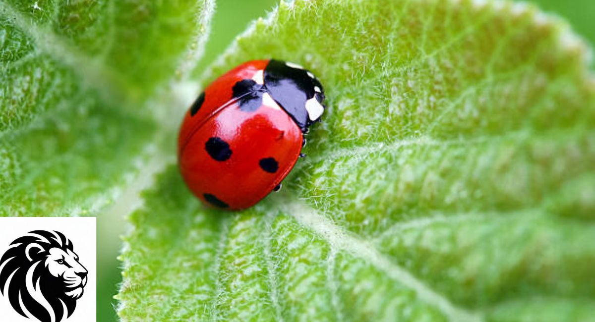 Ladybug