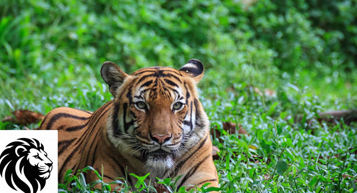 Malayan Tiger