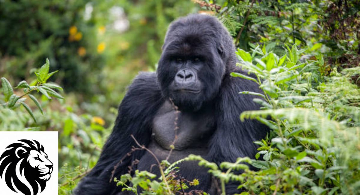Mountain Gorilla