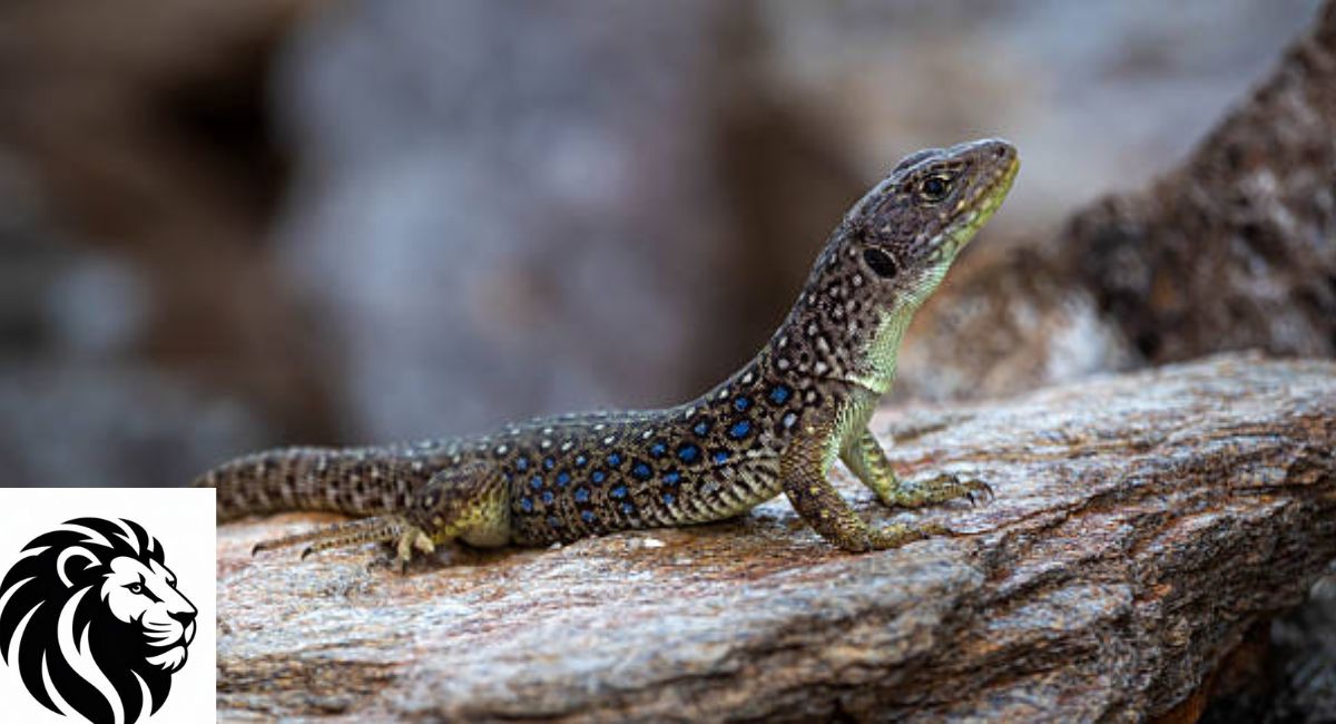 Ocellated Lizard