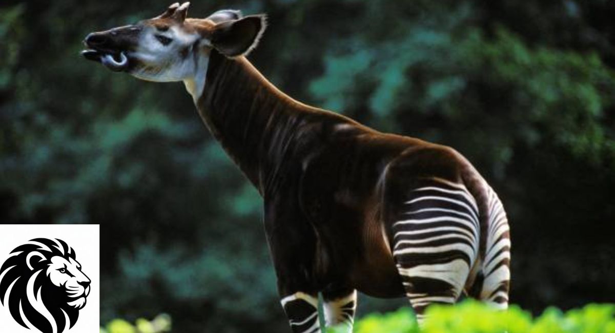 okapi