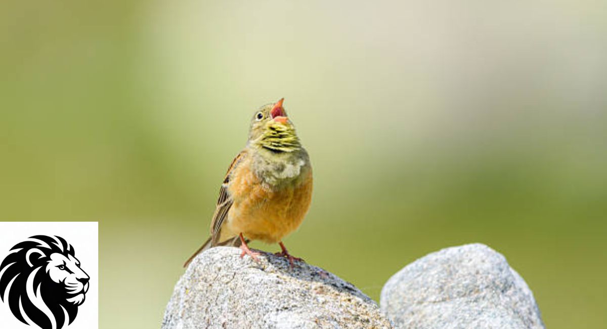 Ortolan Bunting