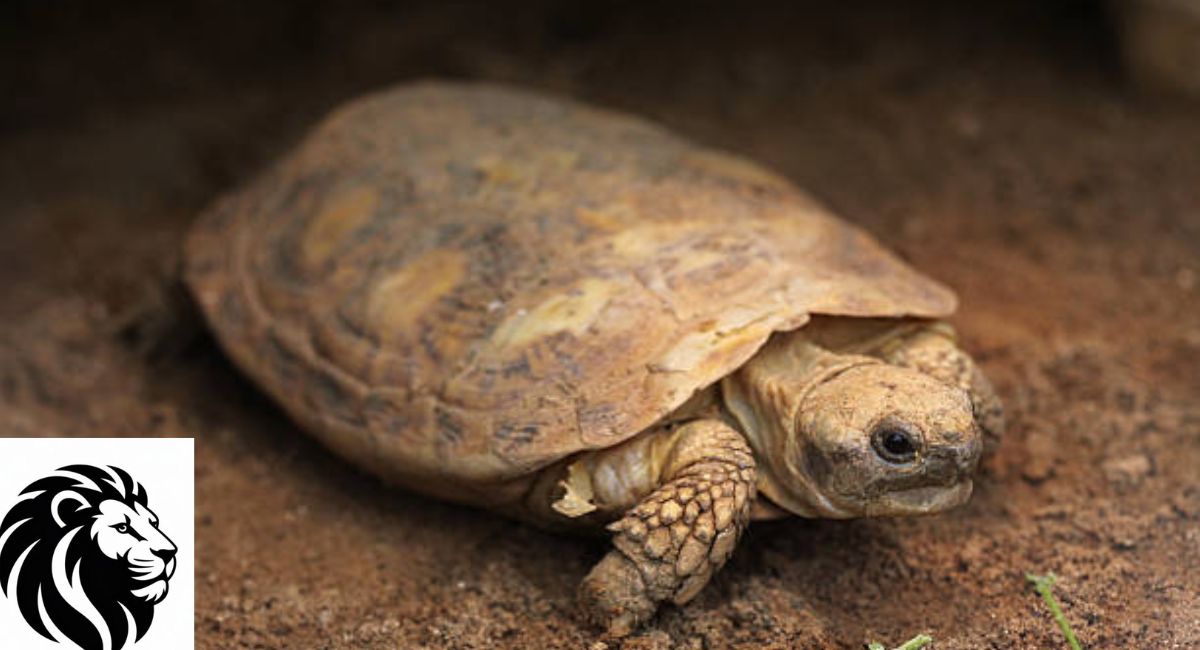 Pancake Tortoise