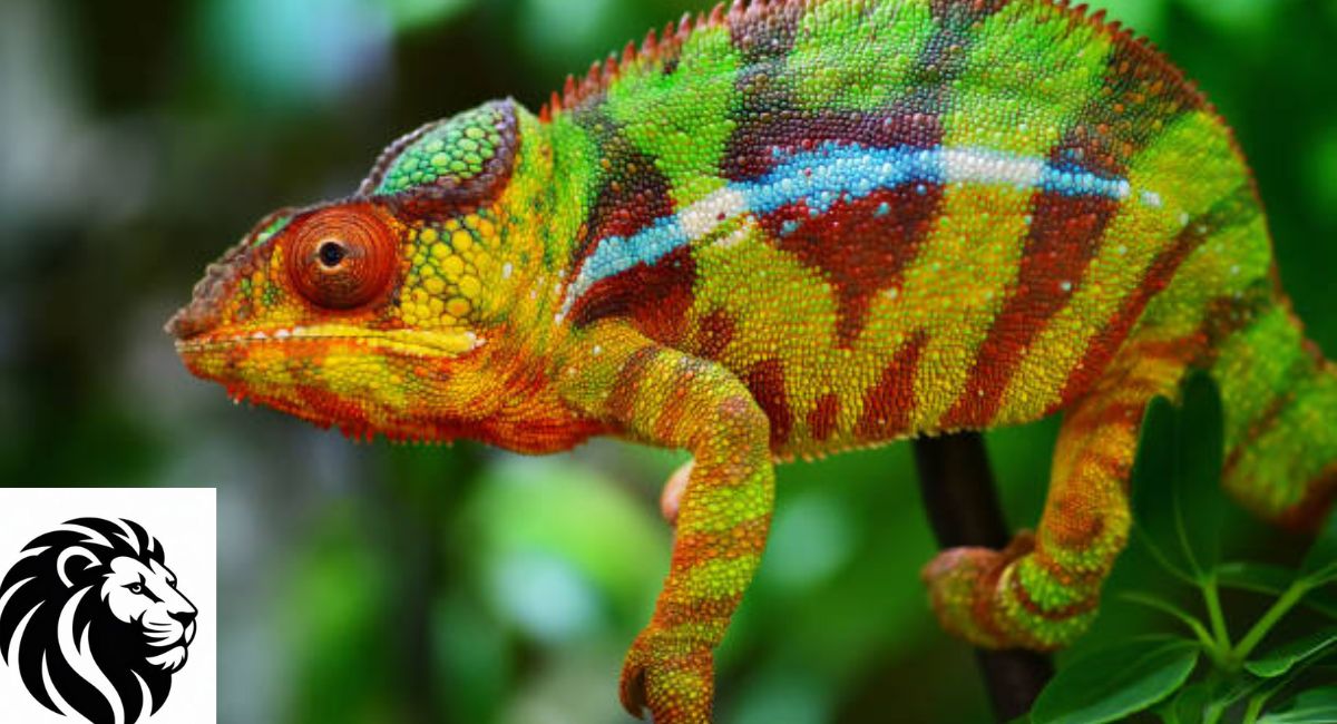 Panther Chameleon