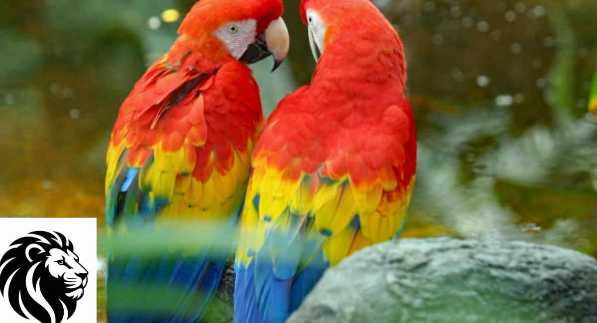 Parrot