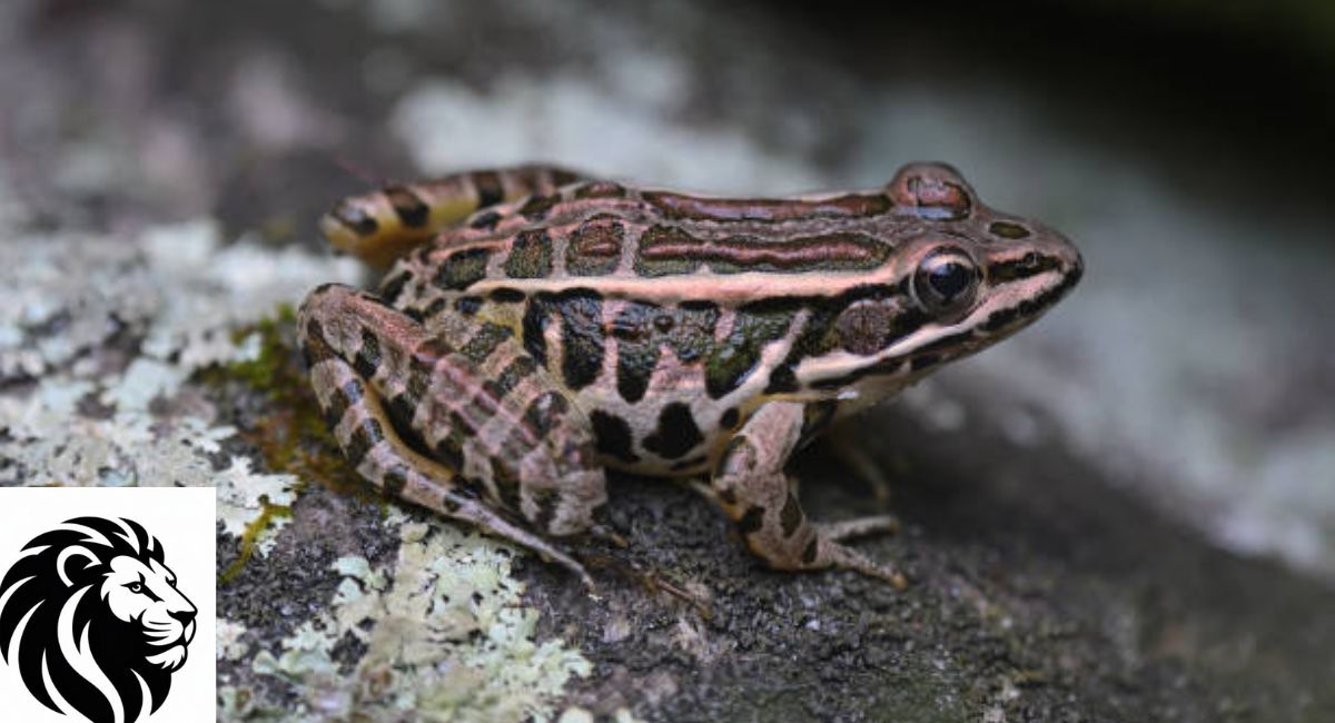 Pickerel Frog