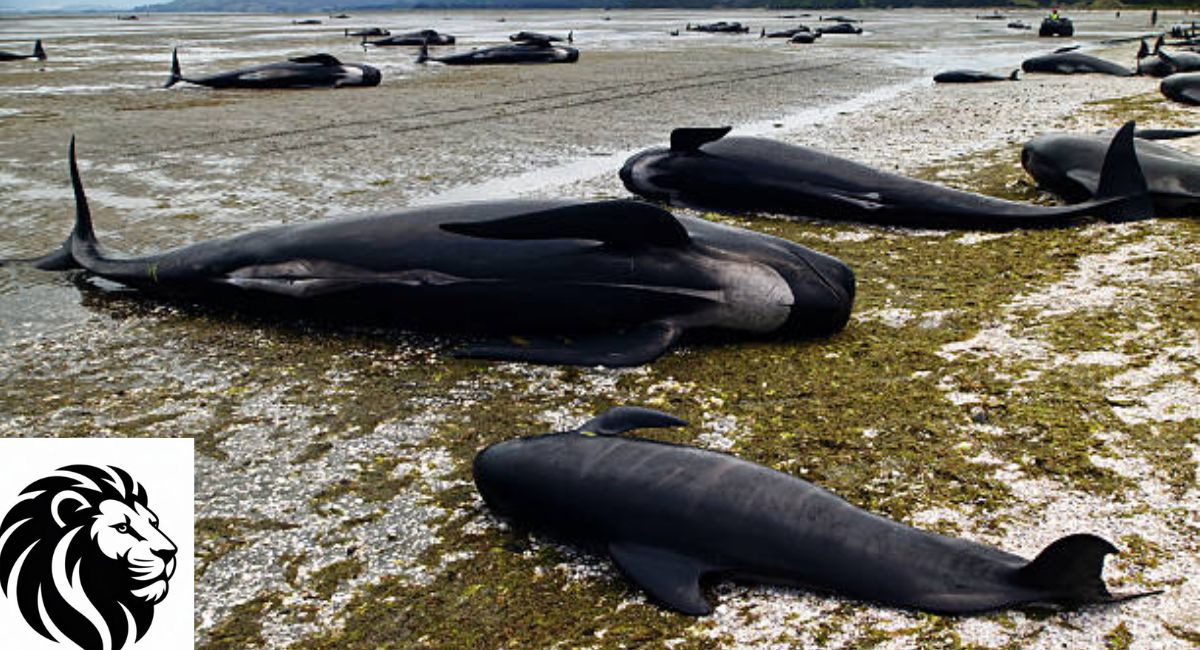 Pilot Whale
