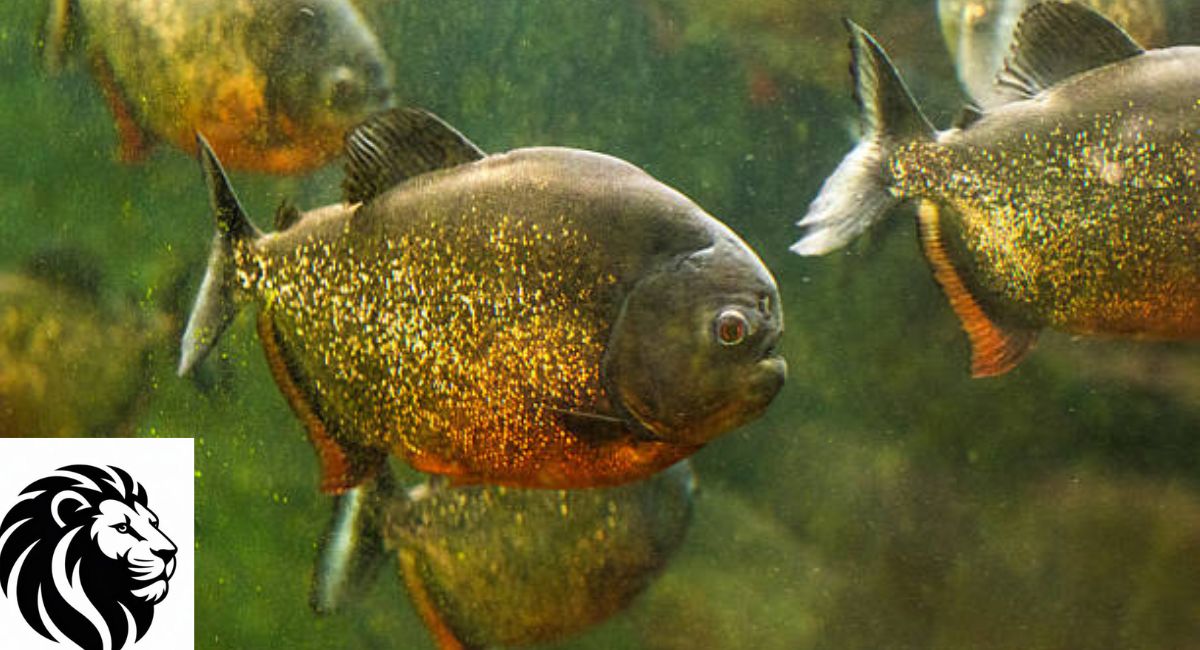 Piranha