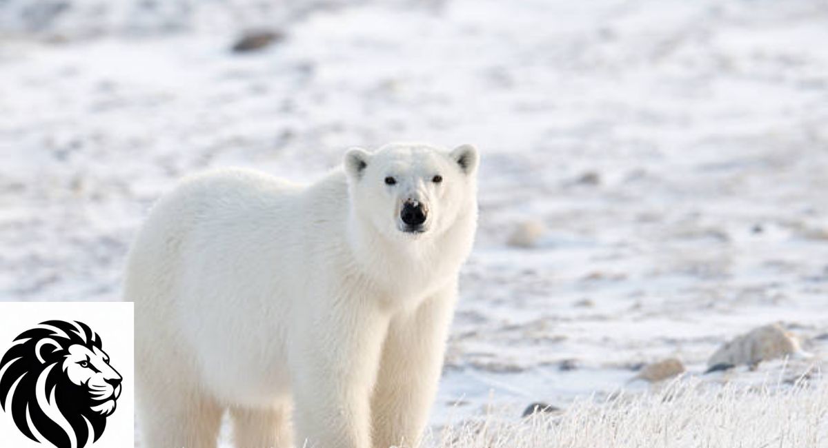 Polar Bear
