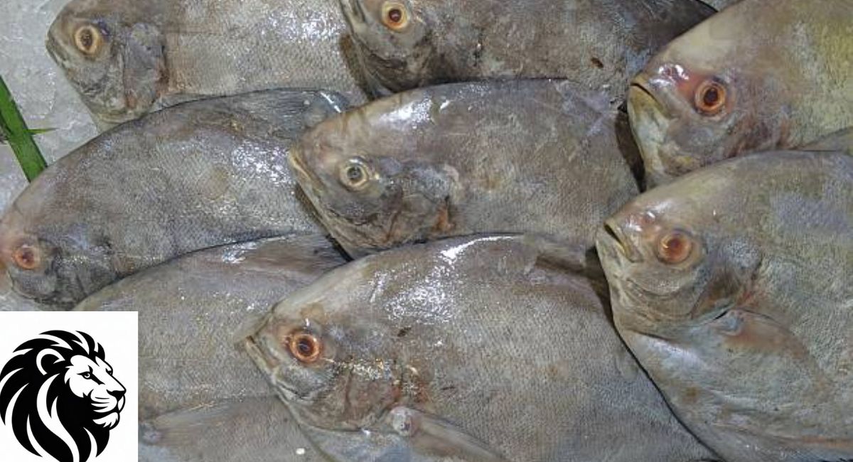 Pomfret