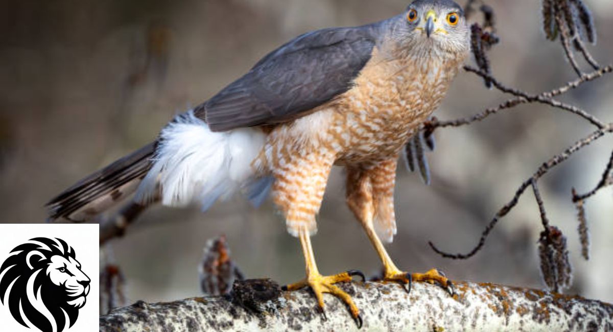 Prairie Falcon