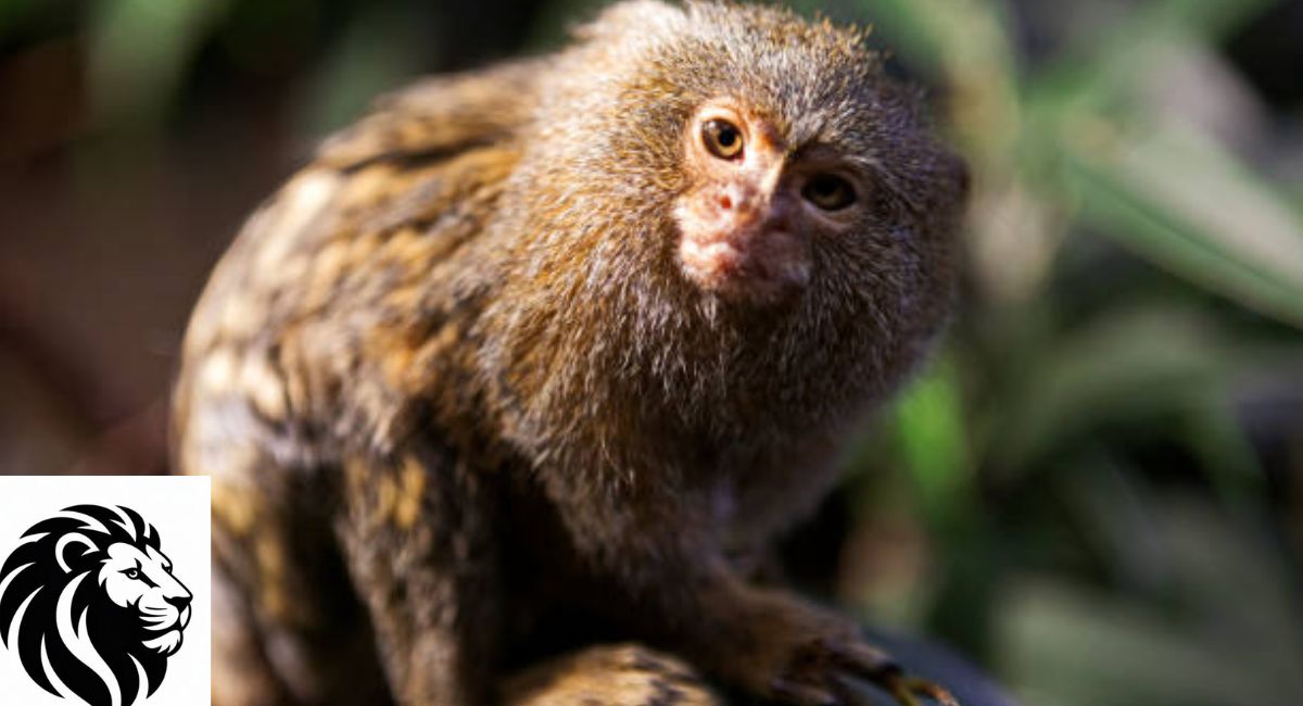 Pygmy Marmoset