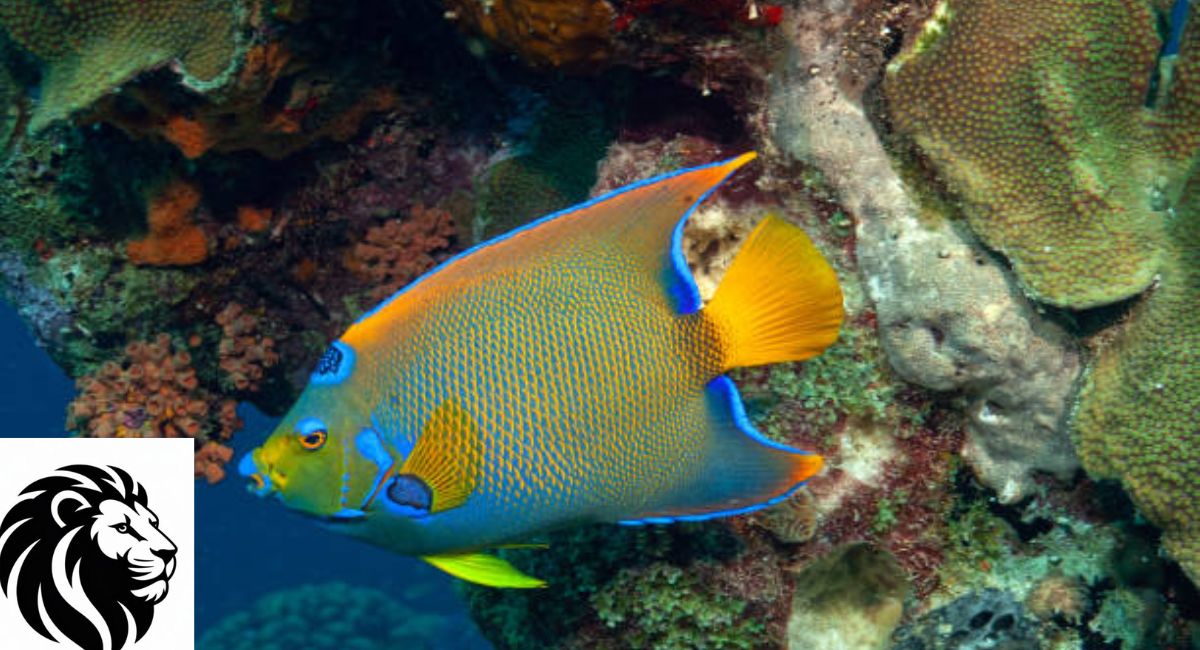 Queen Angelfish