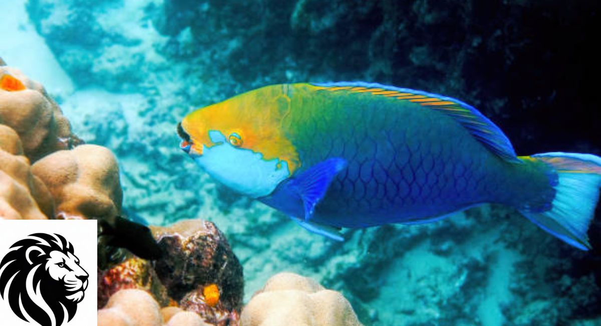 Queen Parrotfish