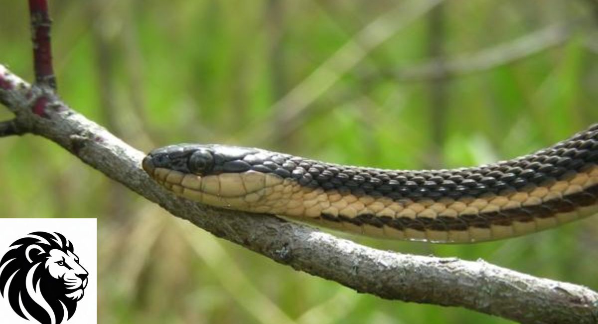 Queen Snake