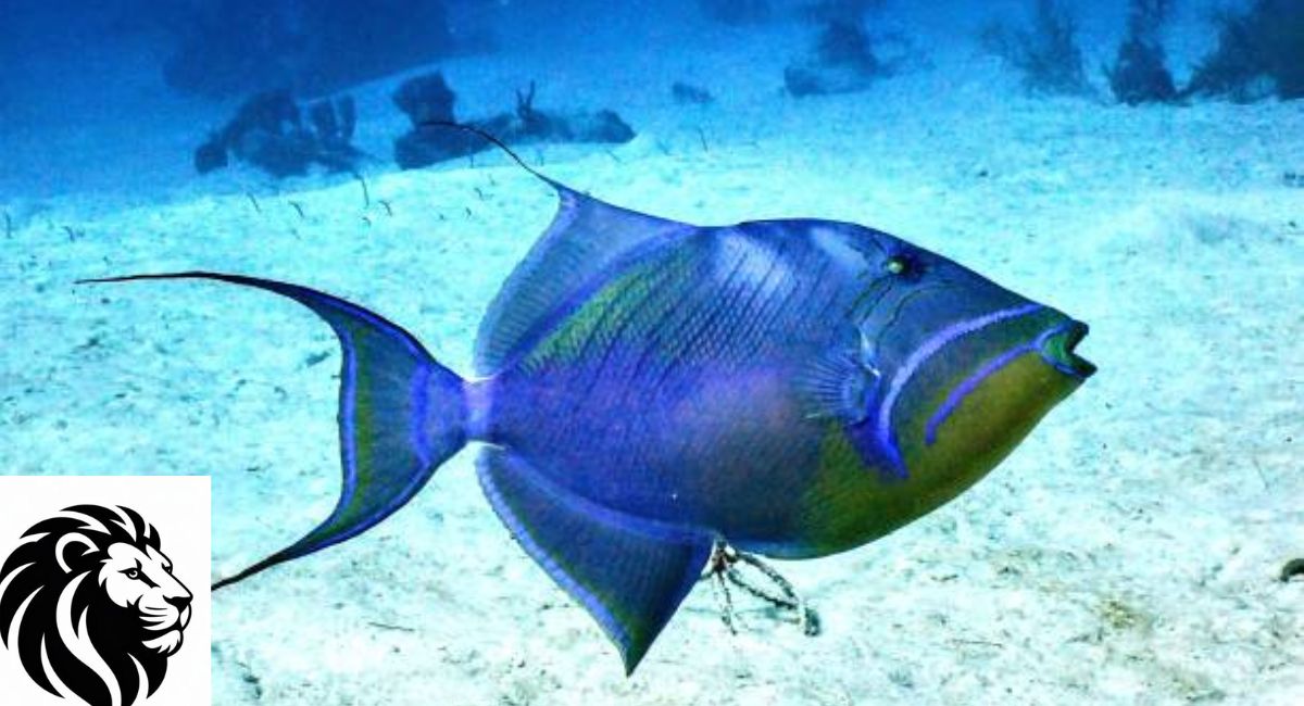 Queen Triggerfish
