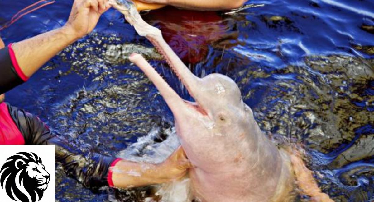 Amazon River Dolphin