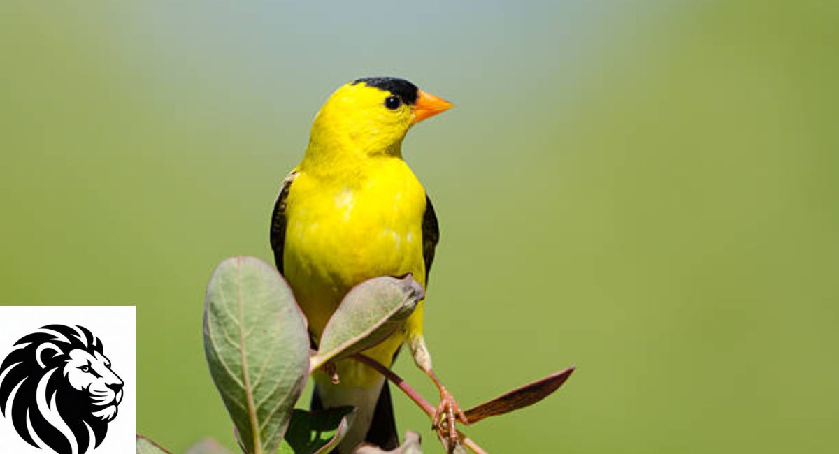 Top 20 Yellow Animals Found in Forests, Oceans, and Rainforests
