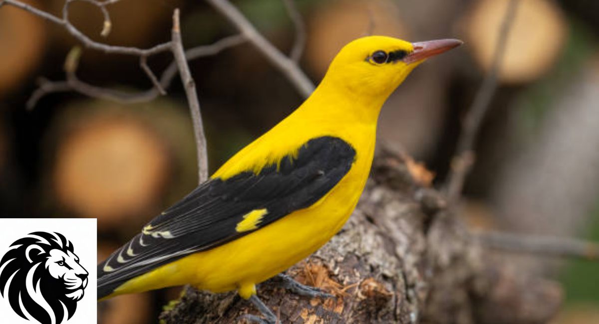 Top 20 Yellow Animals Found in Forests, Oceans, and Rainforests