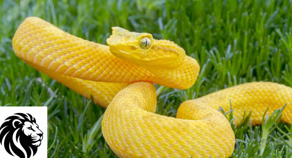 Top 20 Yellow Animals Found in Forests, Oceans, and Rainforests