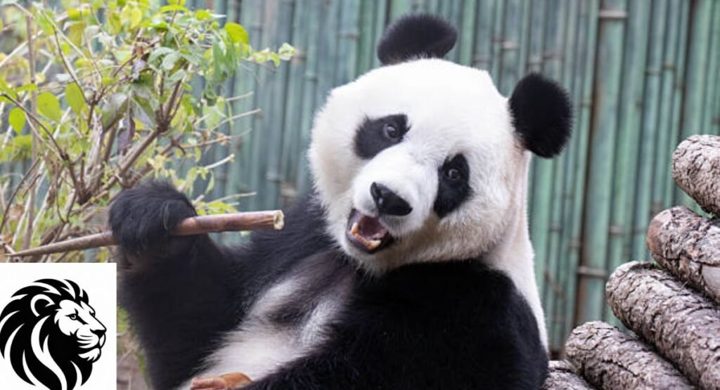 Giant Panda