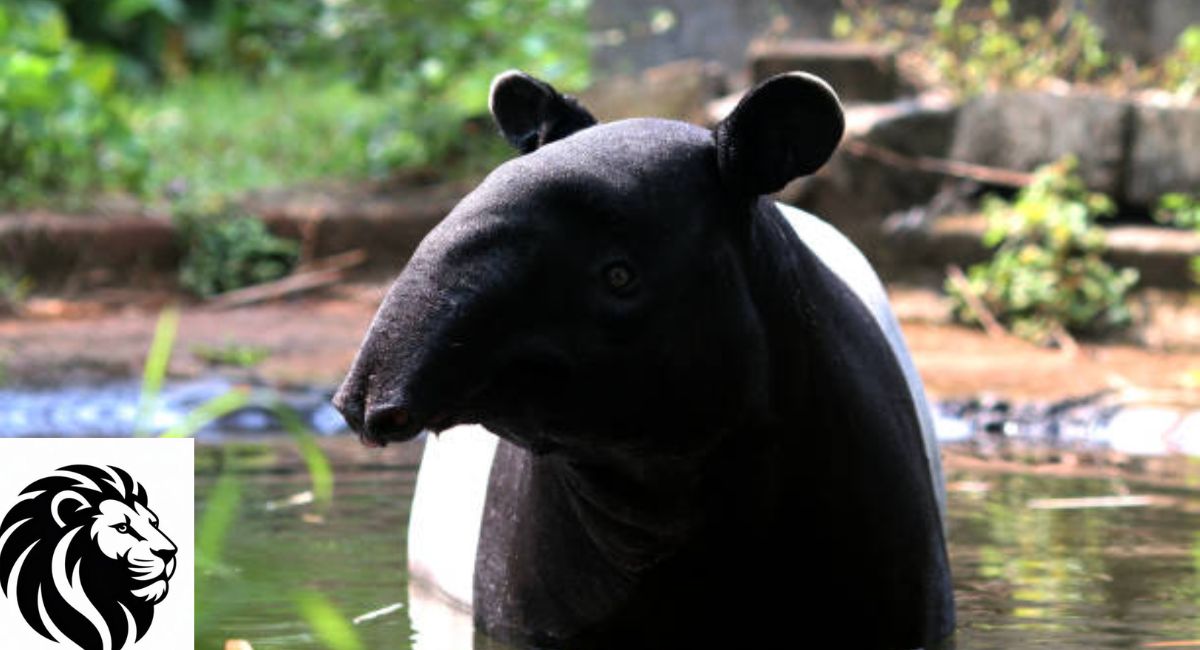 Malayan Tapir