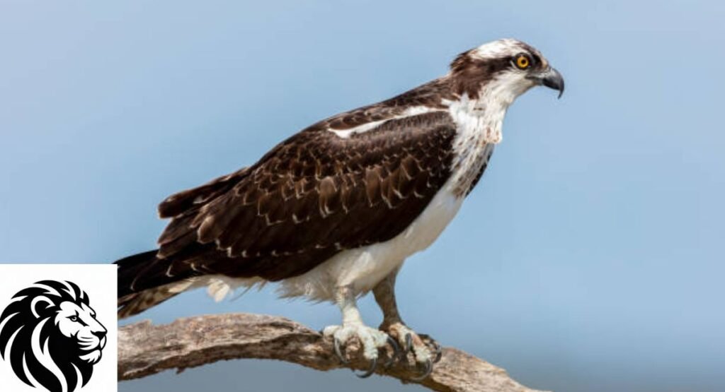 Osprey