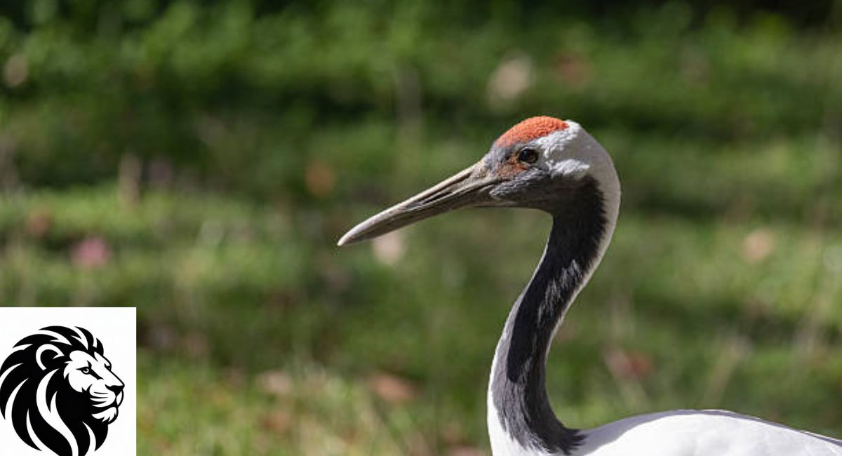 Red Crowned Crane