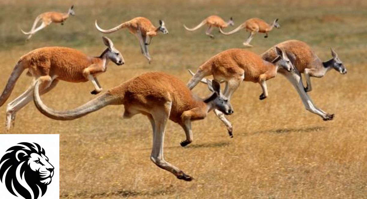 Red Kangaroo