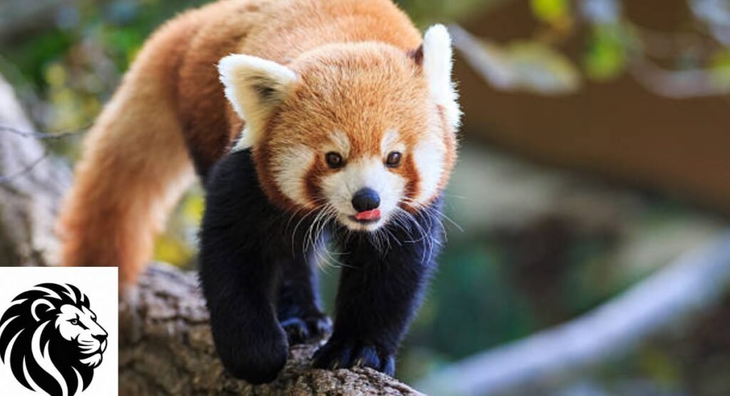 Red Panda