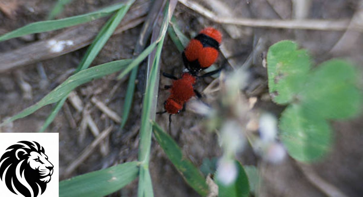 Red Velvet Ant
