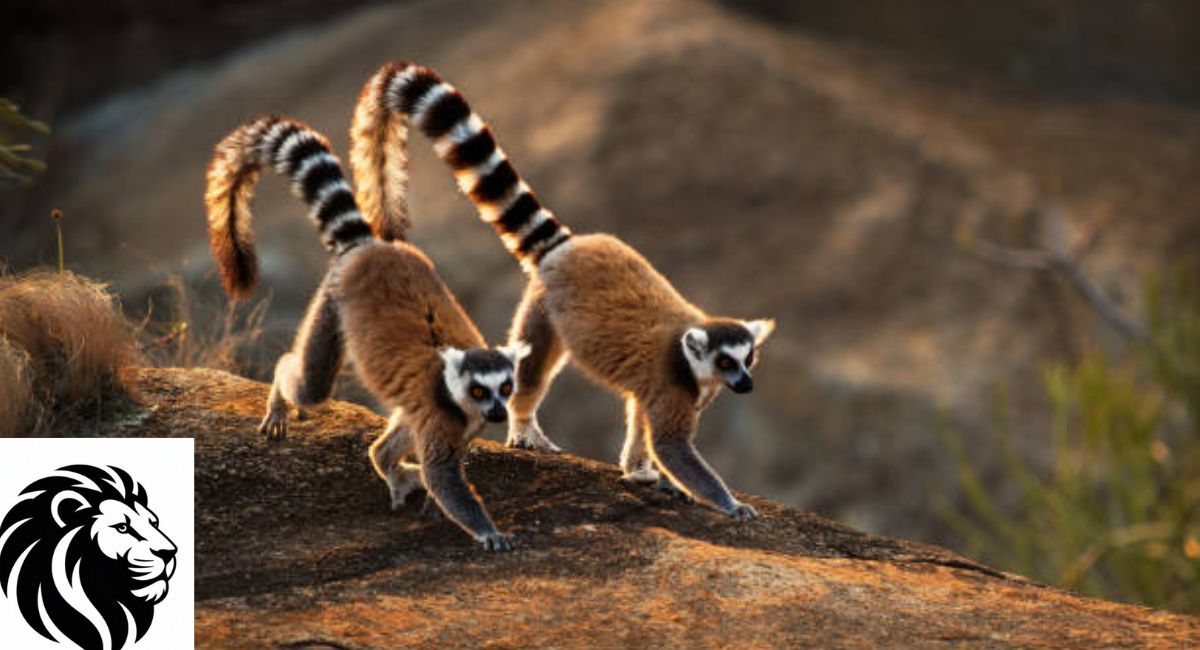 Ring-tailed Lemur