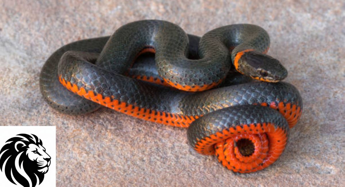 Ringneck Snake