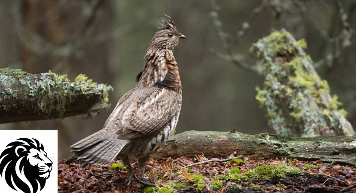 Ruffed Grouse